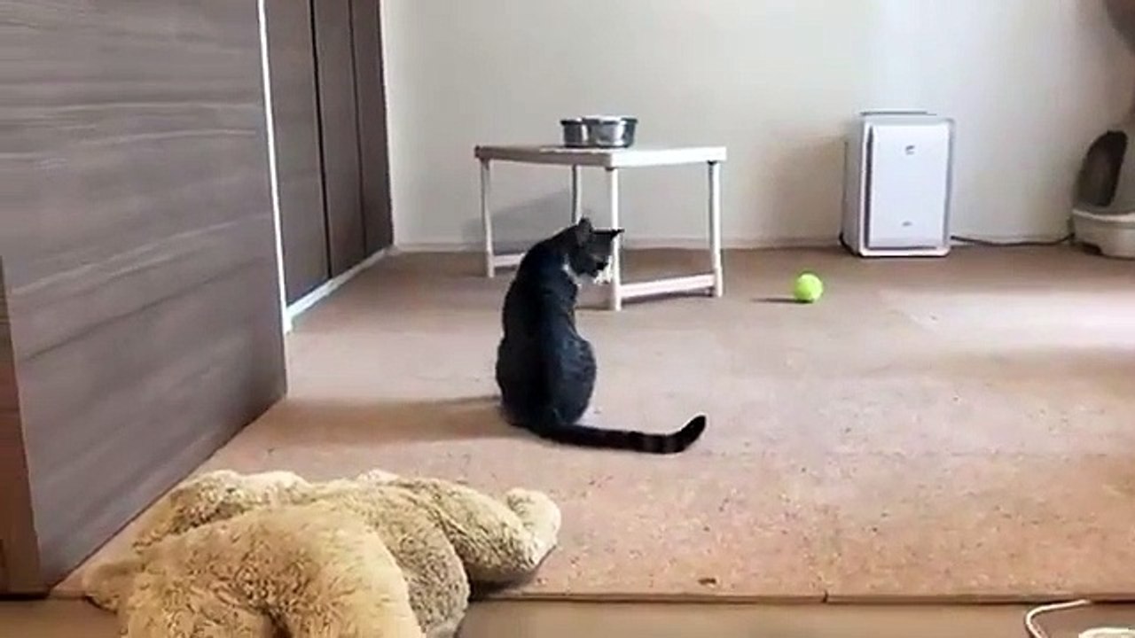 Ce chat vient de remarquer sa queue !