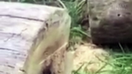 Ryan Saunders: corta uma árvore e descobre que havia cortado outra coisa em dois