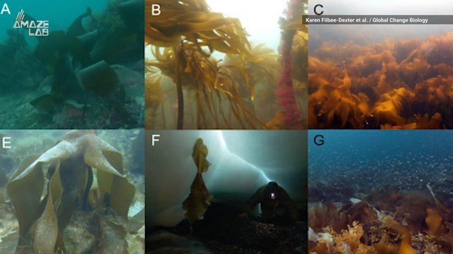 There's an Underwater Forest in the Arctic that's Growing Rapidly
