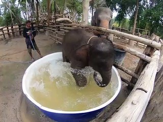 Baby Elephant Gets a Bath