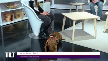 TILT - 20/05/2019 Partie 2 - Adopte un pet !