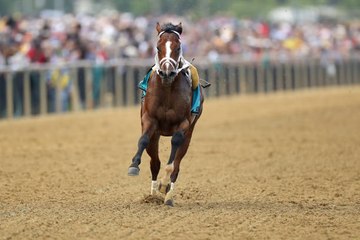 Bodexpress Steals Preakness Spotlight By Running Entire Race Without a Jockey