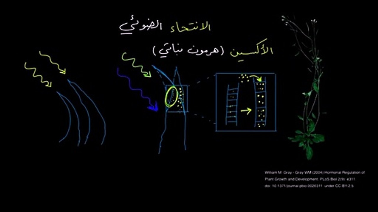 الانتحاء الضوئي أو التَّأَوُّدُ الضَّوْئِيُّ Phototropism