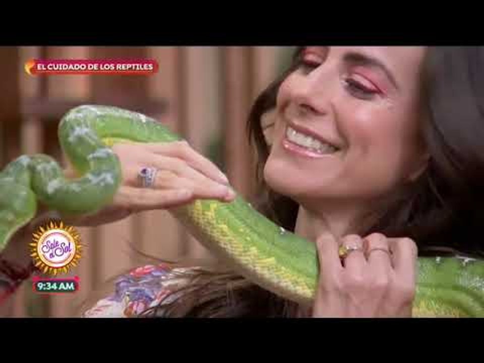 ¿Los reptiles pueden ser mascotas? | Sale el Sol