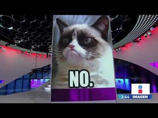 Murió "Grumpy Cat", la gatita más famosa de Internet | Noticias con Yuriria Sierra