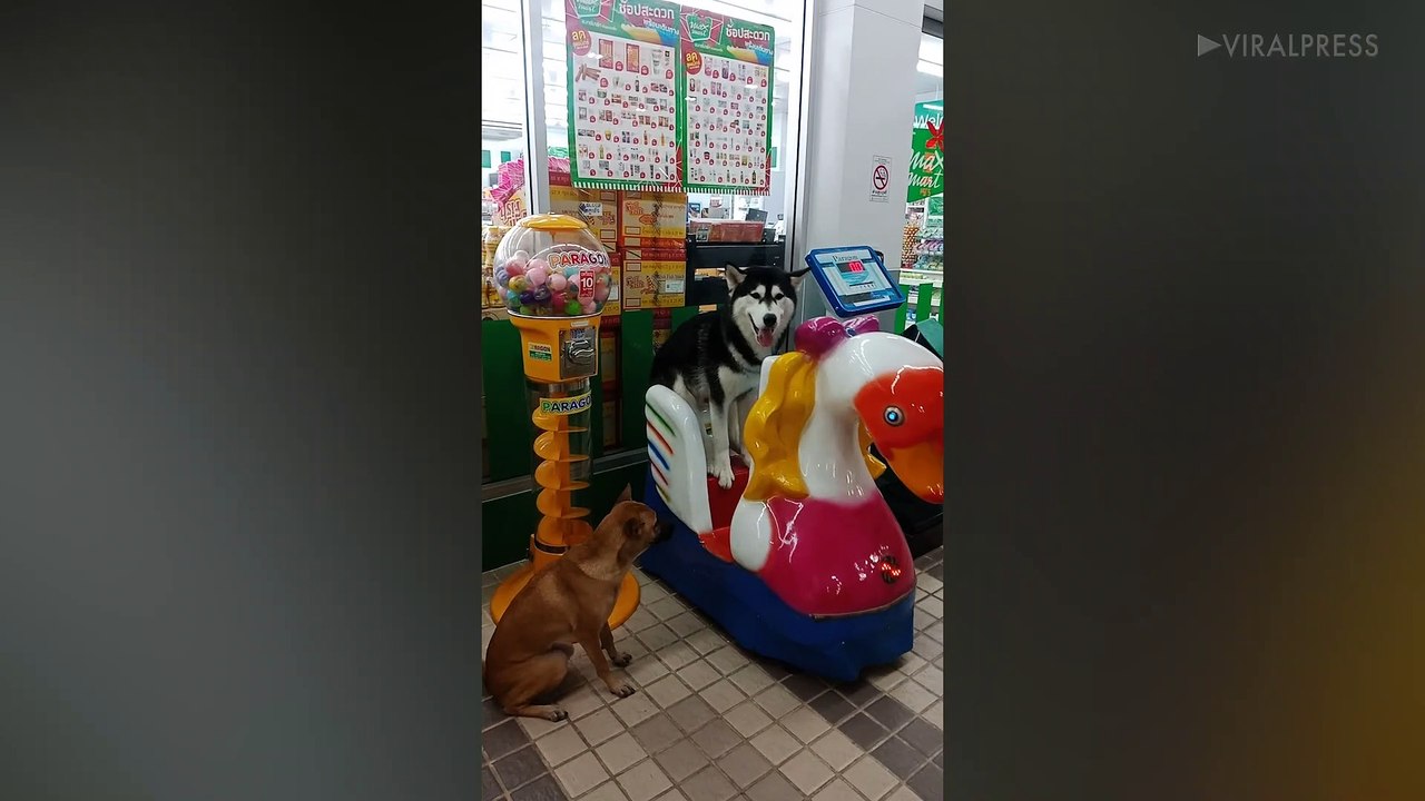 Husky Rides Mechanical Duck