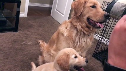 Golden Retriever Teaches Little Sister How to Shake