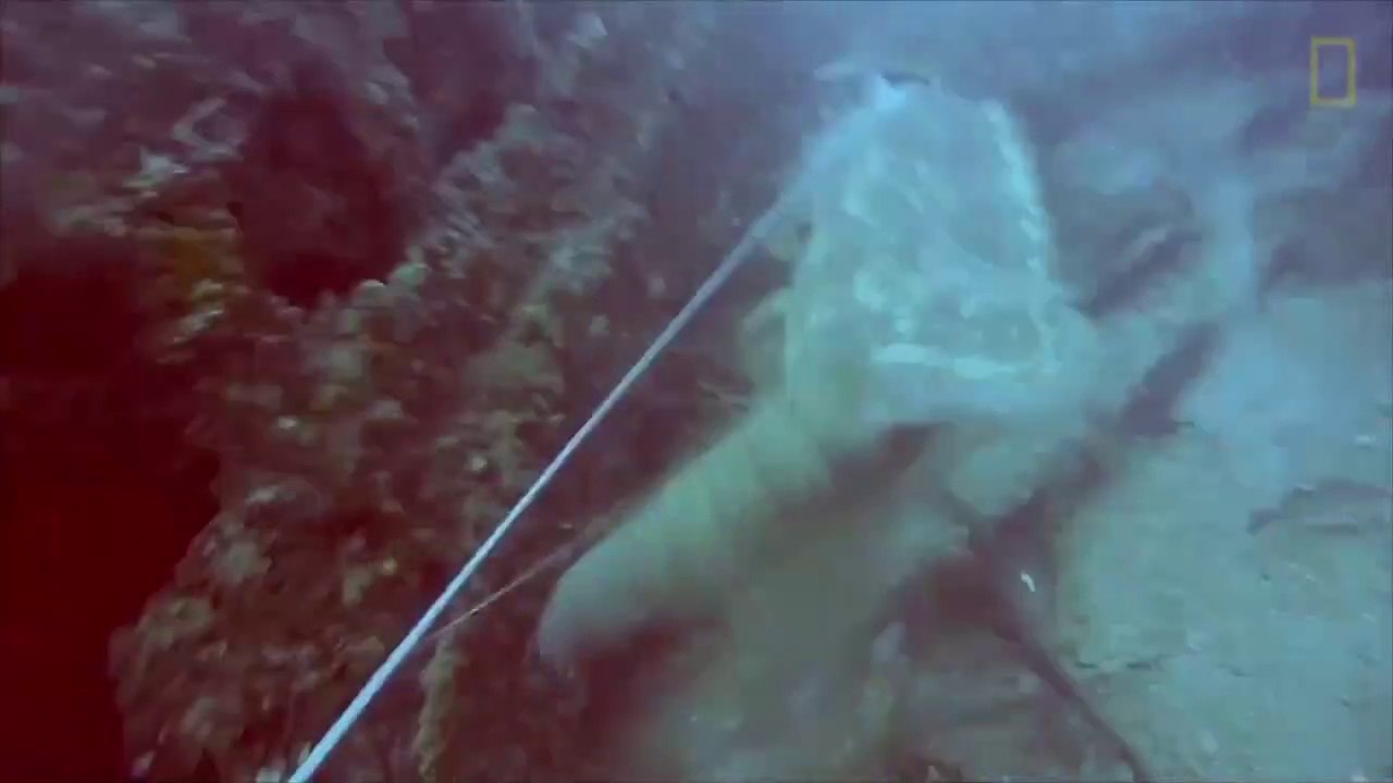 Un pécheur au harpon se fait emporter par un Mérou Goliath géant!