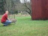 Ce gros lynx vient faire des calins à son maitre... Un vrai chat