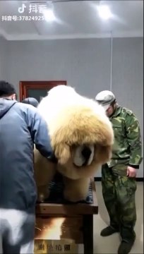 Regardez un peu comme ce chien est poilu... Un gros nounours