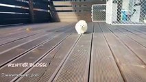 Fluffy Cotton Ball Pomeranian Puppies