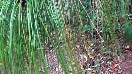 Primitive Life-Build Fireplace in the Shed!