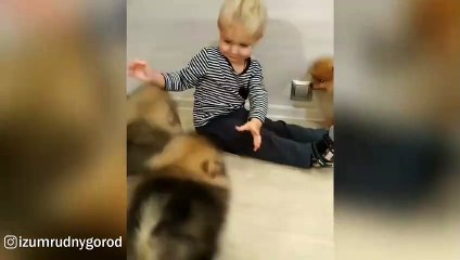 Pomeranian Pupppies Attack Cute Little Boy