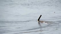 Mais quel est cet animal filmé dans une rivière du brésil. Monstre marin