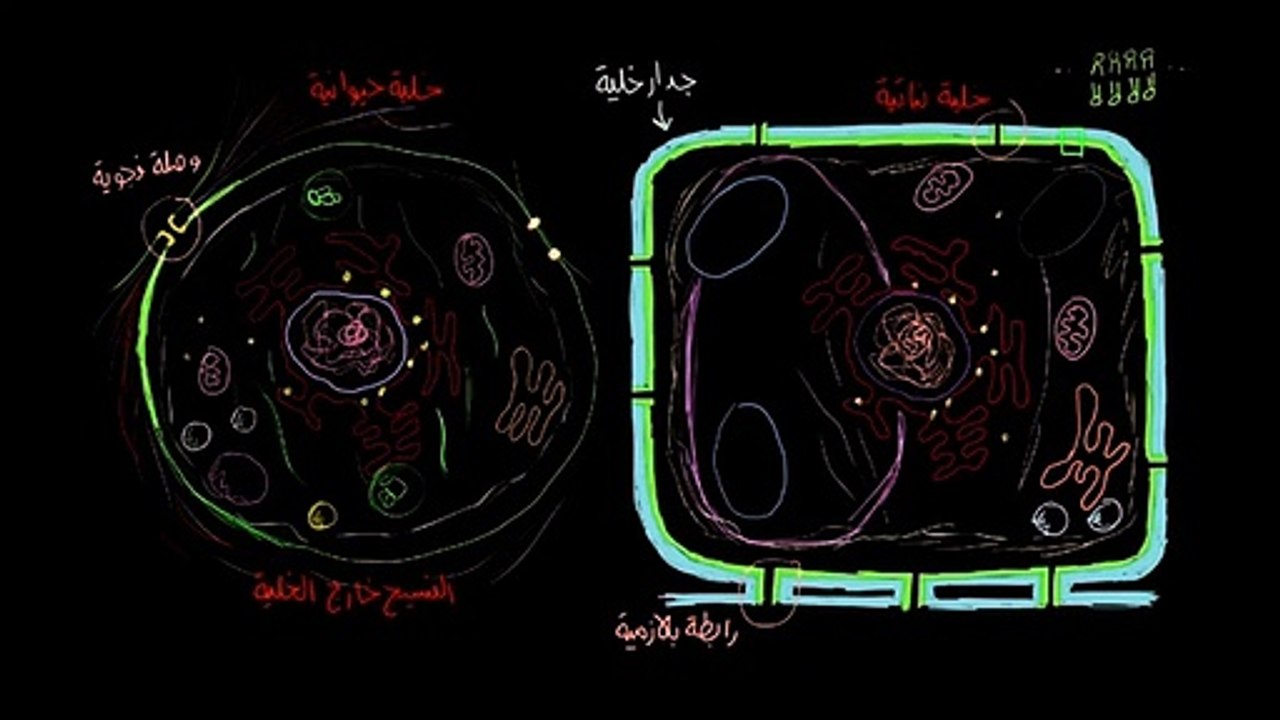 الخلبة النباتية والخلية الحيوانية