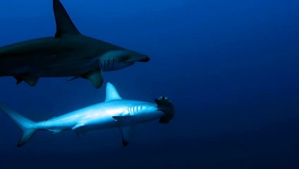 Hammerheads High and Low