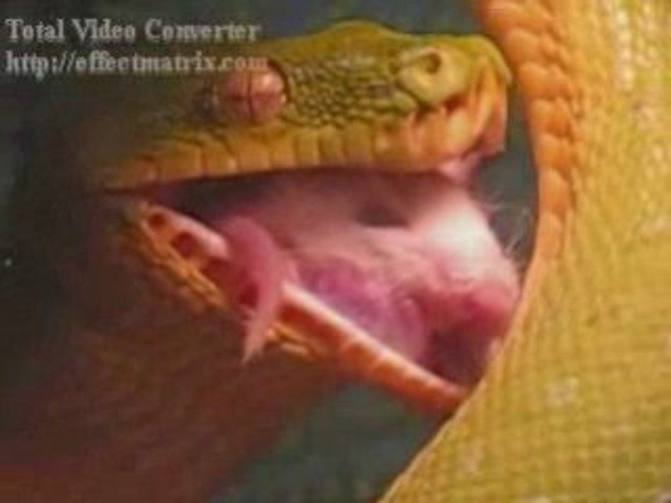 snakes & pytons