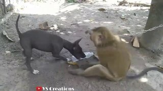 funny dog and monkey fight  | funny animal status | animal video |