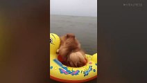 Two Pomeranians Enjoy Inflatable Duck
