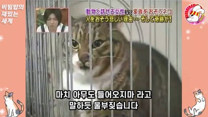 14★[구라] 집에 오는 사람에게 덤벼드는 고양이