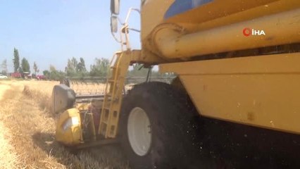 Osmaniye'de Buğday Hasadı Başladı