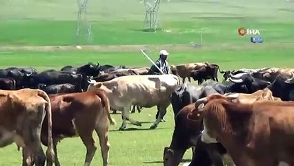 Üniversite Mezunu Çoban, Hayvanlara Bakarken KPSS’ye Hazırlanıyor