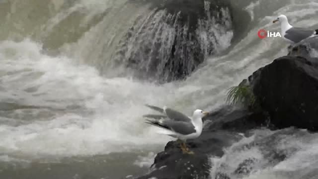 Uçan Balıkların Muhteşem Göçü...inci Kefali Hasreti Bitti