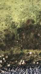 Killer jellyfish in Australia - Anthony S Casey Singapore