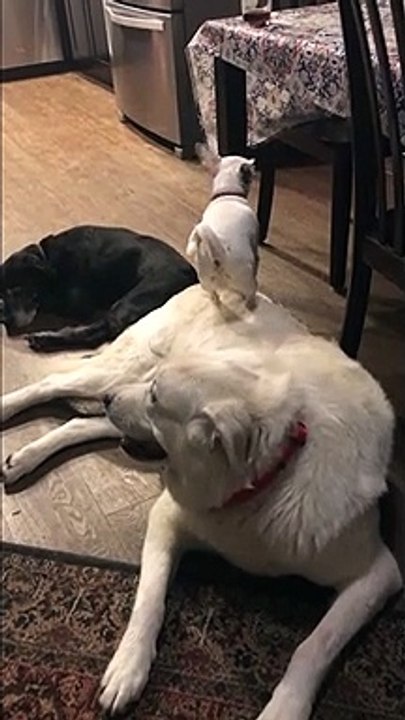 Cheeky chihuahua uses golden retriever friend to peek onto table