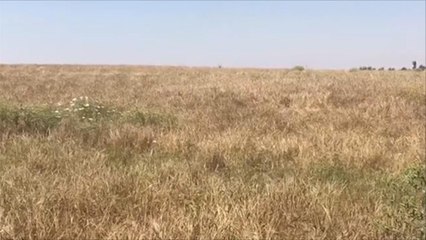 حقول القمح في العراق تحترق.. ما الأسباب؟