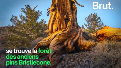 Cette forêt abrite le plus vieil arbre au monde