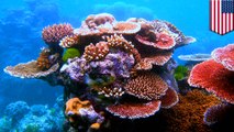 Scientists discover 'super coral' in Hawaii