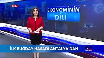 İlk Buğday Hasadı Antalya'dan