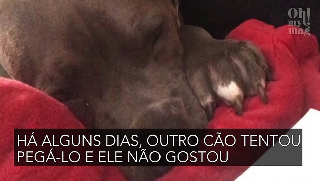 Pitbull acompanha apreensivo a cirurgia do seu “melhor amigo”