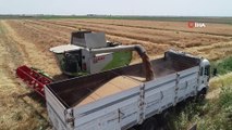 Adana’da buğday hasadı başladı...Buğday tarlaları havadan görüntülendi