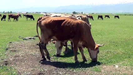 Çobanlık yaparken KPSS'ye hazırlanıyor - MUŞ