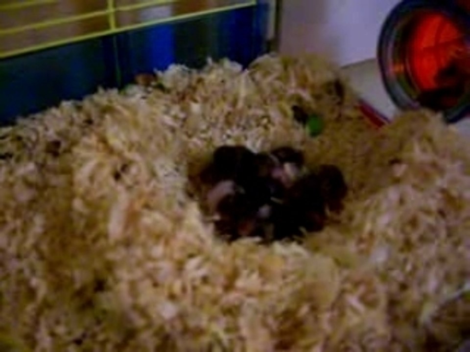nos bébés hamsters le 9ème jour