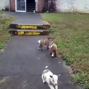 Ces cabris ont une manière de courir à faire pleurer de rire. Regardez !