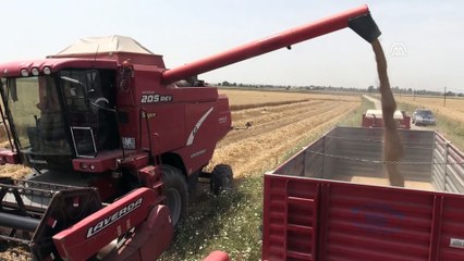 Adana’da buğday hasadı sürüyor