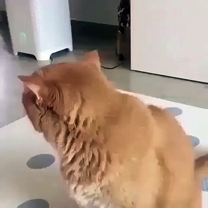 Ce chat manque visiblement de sommeil. Ce qu'il va faire est trop chou !