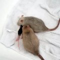 Ce couple de rat accueille un nouveau membre dans la famille. Trop mimi !