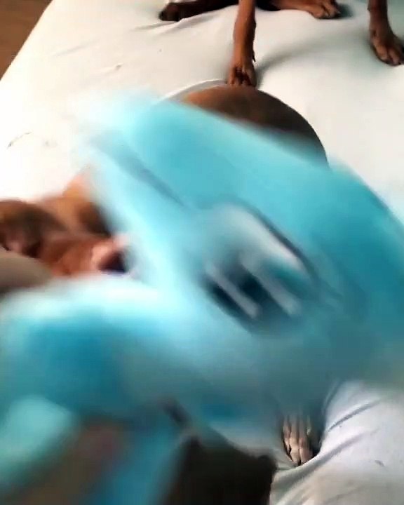 Ces chiens sont très heureux d'avoir de nouveaux jouets et ils le montrent. Regardez leurs réactions !