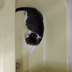 Ce chat veut attraper sa queue à tout prix. A mourir de rire !