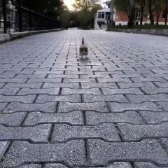 Ce chaton a une démarche la plus mignonne du monde. Essayez de ne pas sourire !