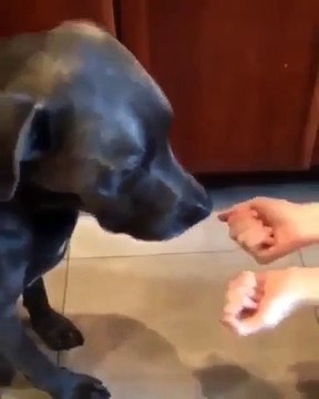 La réaction de ce chien quand il découvre ce que lui cache l'autre main est hilarante. A voir !