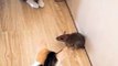 The rat can escape nowhere while staring by 2 cats.