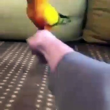 Cette perruche fait des acrobaties spectaculaires. Admirez !