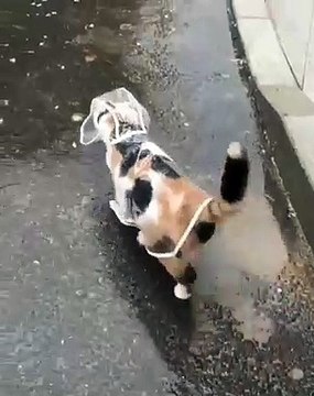 Quand mon chat aime bien se balader avec un imperméable. Trop cute !