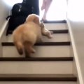 Ce chiot monte les escaliers de la manière la plus adorable possible. Admirez !