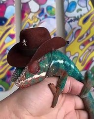 Ce caméléon a beaucoup de style. Admirez son élégance !